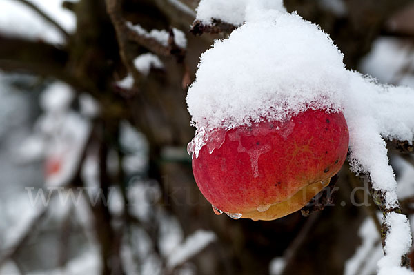 Streuobstwiese (meadow orchard)