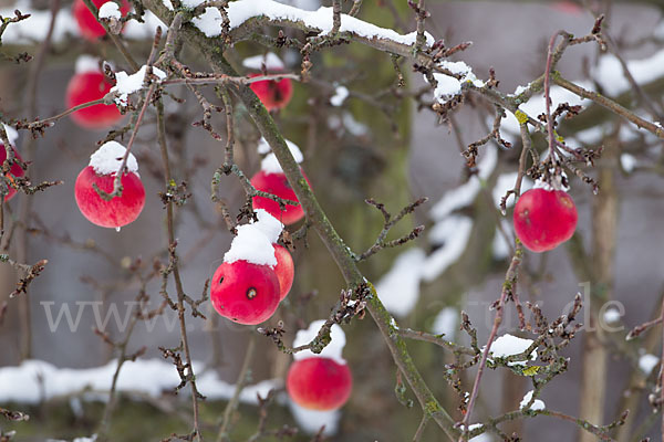 Streuobstwiese (meadow orchard)