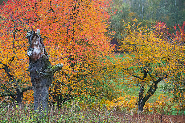 Streuobstwiese (meadow orchard)