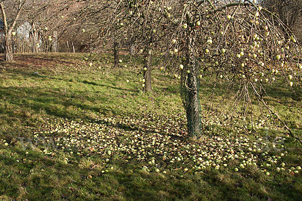 Streuobstwiese (meadow orchard)