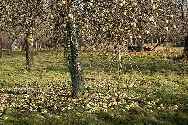 Streuobstwiese (meadow orchard)