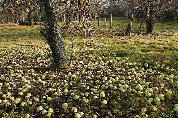 Streuobstwiese (meadow orchard)