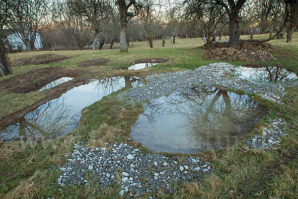 Streuobstwiese (meadow orchard)