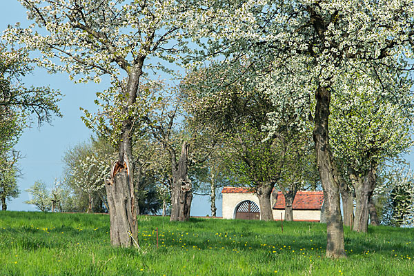 Streuobstwiese (meadow orchard)