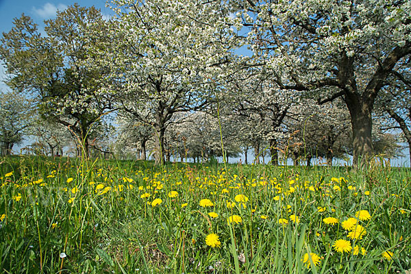 Streuobstwiese (meadow orchard)