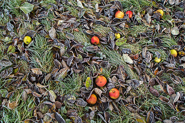 Streuobstwiese (meadow orchard)