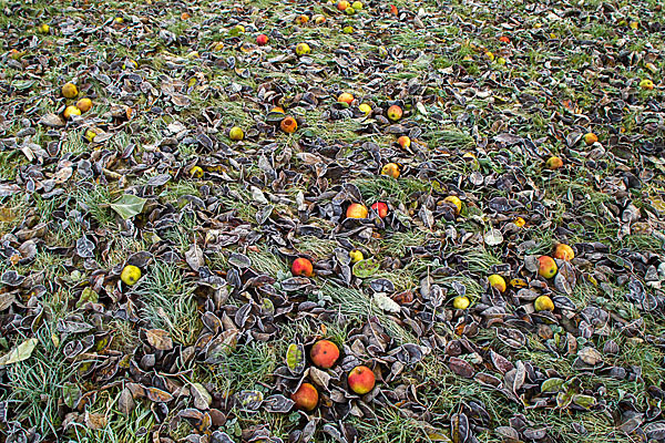 Streuobstwiese (meadow orchard)