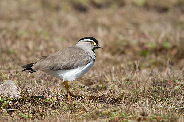 Strichelbrustkiebitz (Vanellus melanocephalus)