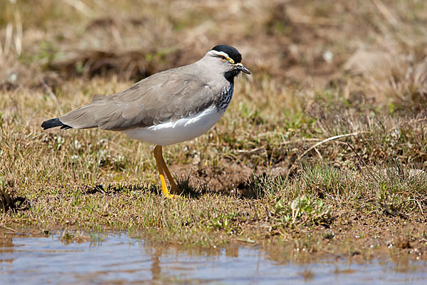 Strichelbrustkiebitz (Vanellus melanocephalus)