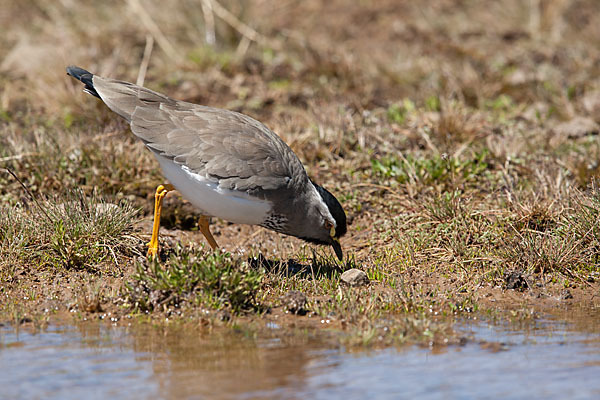 Strichelbrustkiebitz (Vanellus melanocephalus)