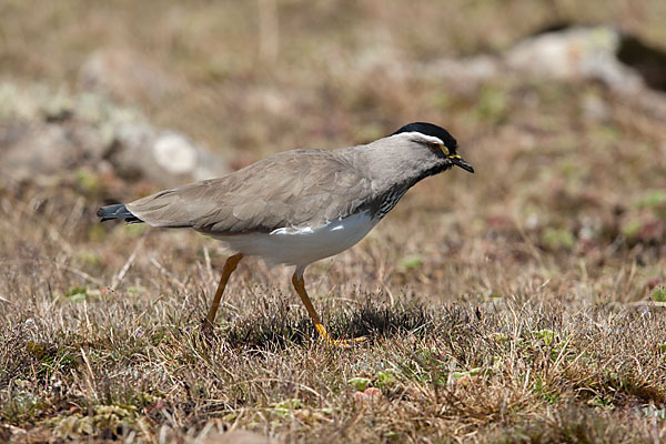 Strichelbrustkiebitz (Vanellus melanocephalus)