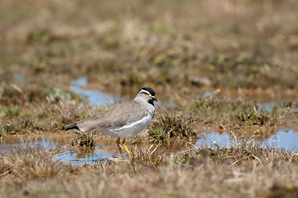 Strichelbrustkiebitz (Vanellus melanocephalus)