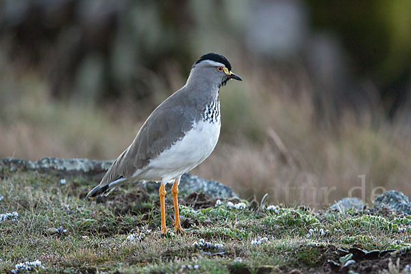 Strichelbrustkiebitz (Vanellus melanocephalus)