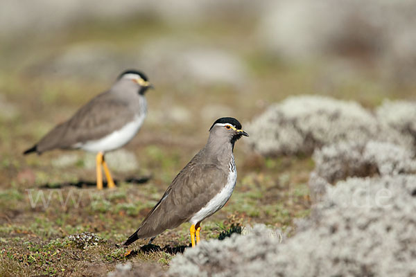 Strichelbrustkiebitz (Vanellus melanocephalus)