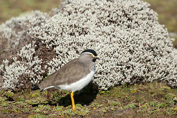 Strichelbrustkiebitz (Vanellus melanocephalus)