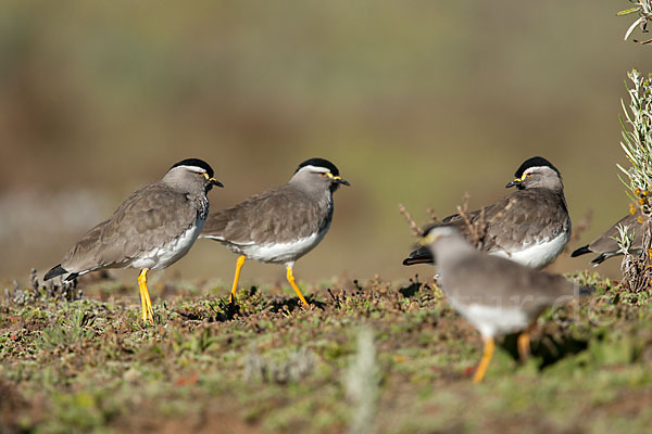 Strichelbrustkiebitz (Vanellus melanocephalus)