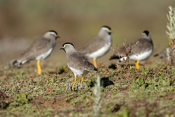 Strichelbrustkiebitz (Vanellus melanocephalus)