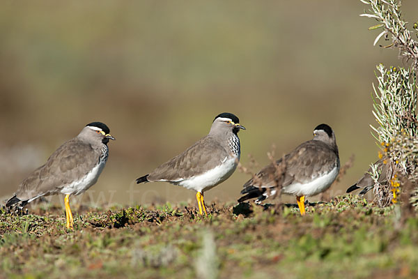 Strichelbrustkiebitz (Vanellus melanocephalus)