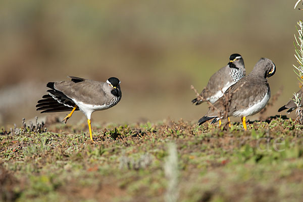 Strichelbrustkiebitz (Vanellus melanocephalus)