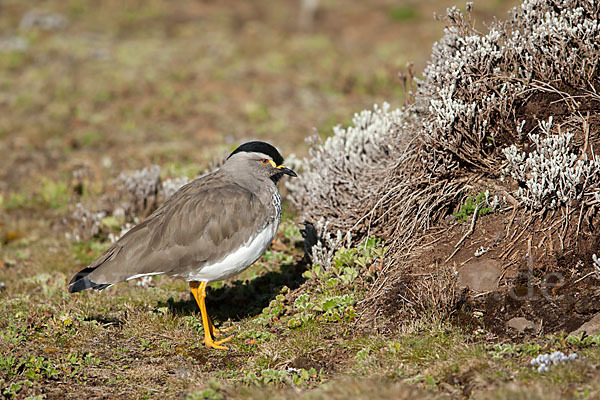 Strichelbrustkiebitz (Vanellus melanocephalus)