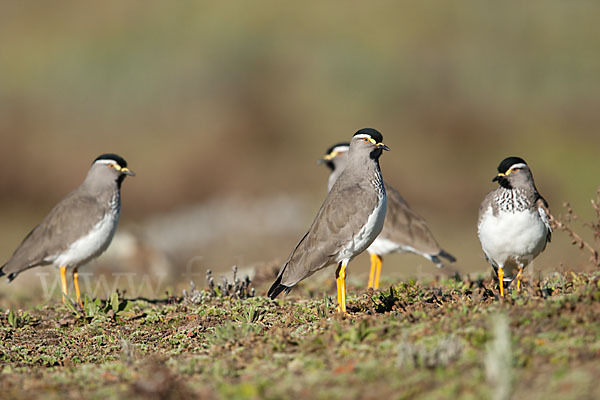 Strichelbrustkiebitz (Vanellus melanocephalus)