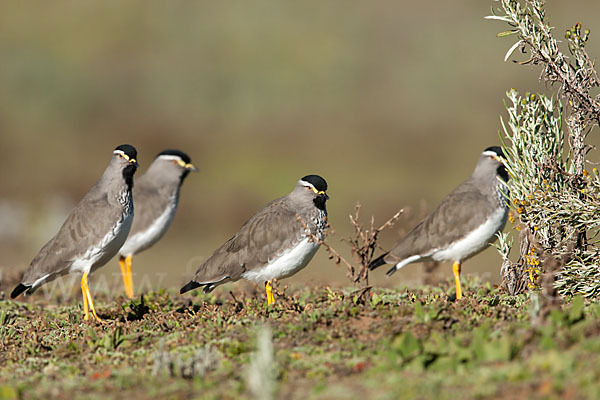 Strichelbrustkiebitz (Vanellus melanocephalus)