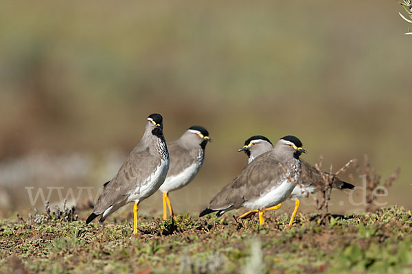 Strichelbrustkiebitz (Vanellus melanocephalus)