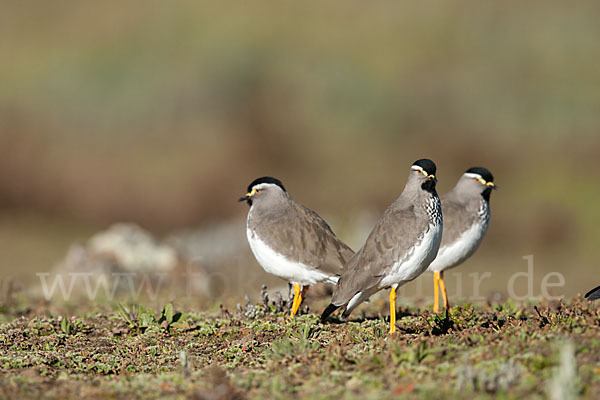 Strichelbrustkiebitz (Vanellus melanocephalus)