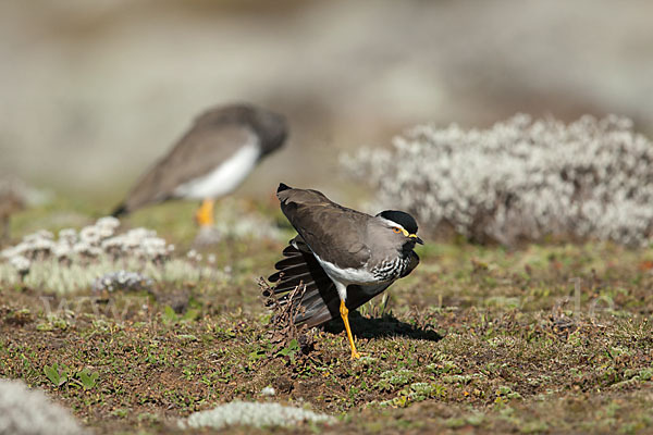 Strichelbrustkiebitz (Vanellus melanocephalus)