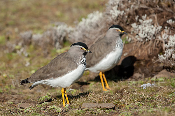 Strichelbrustkiebitz (Vanellus melanocephalus)