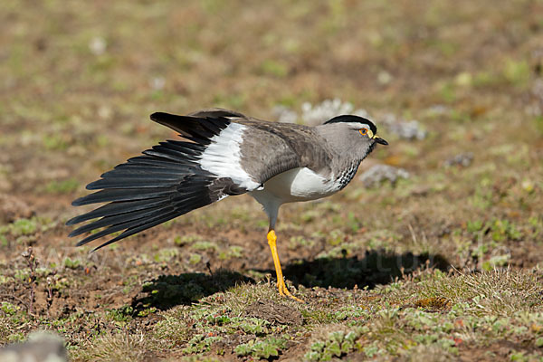 Strichelbrustkiebitz (Vanellus melanocephalus)