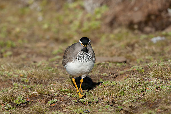 Strichelbrustkiebitz (Vanellus melanocephalus)