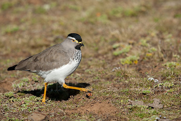 Strichelbrustkiebitz (Vanellus melanocephalus)