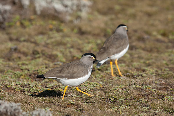 Strichelbrustkiebitz (Vanellus melanocephalus)