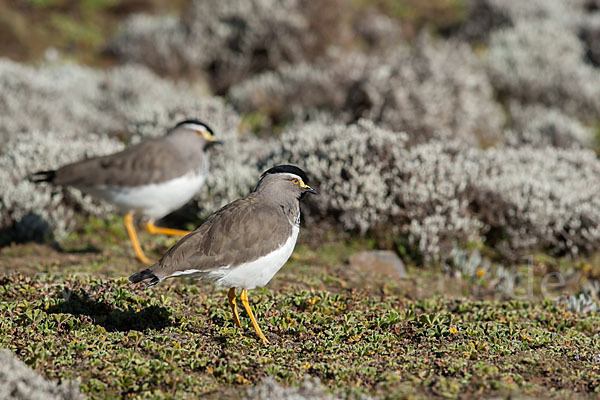 Strichelbrustkiebitz (Vanellus melanocephalus)