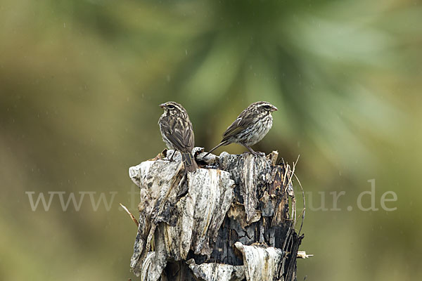 Strichelgirlitz (Serinus striolatus)