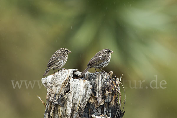 Strichelgirlitz (Serinus striolatus)