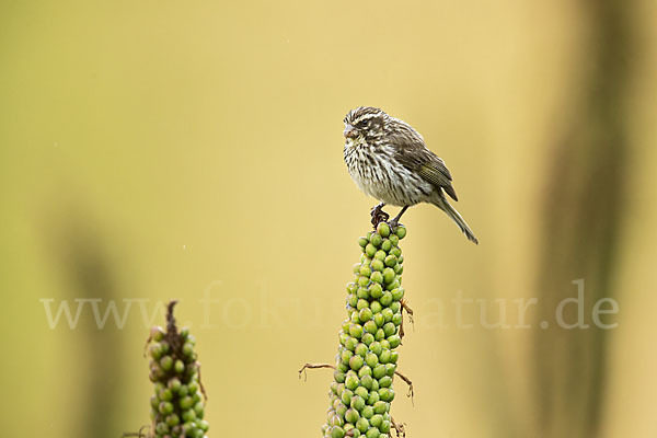 Strichelgirlitz (Serinus striolatus)