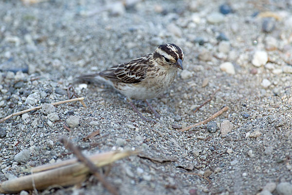 Strichelgirlitz (Serinus striolatus)