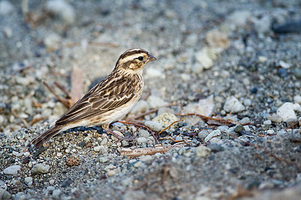 Strichelgirlitz (Serinus striolatus)