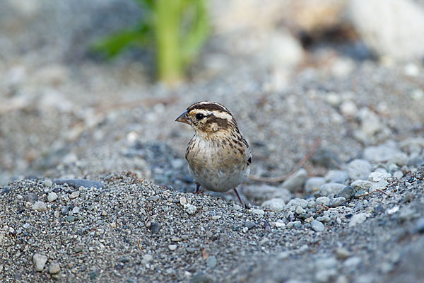 Strichelgirlitz (Serinus striolatus)