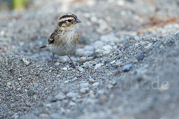 Strichelgirlitz (Serinus striolatus)