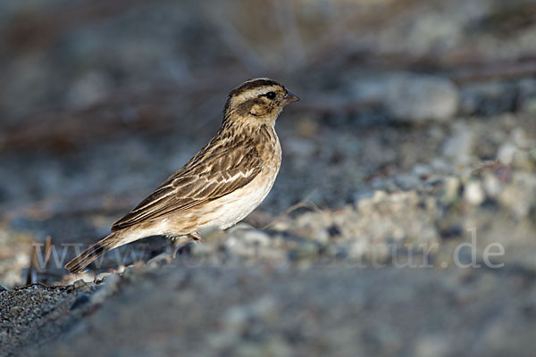 Strichelgirlitz (Serinus striolatus)