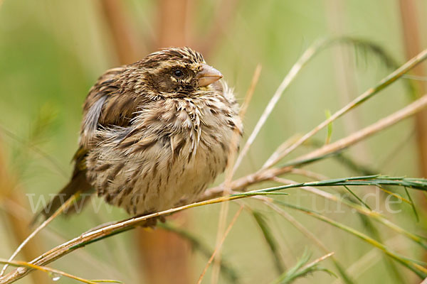 Strichelgirlitz (Serinus striolatus)