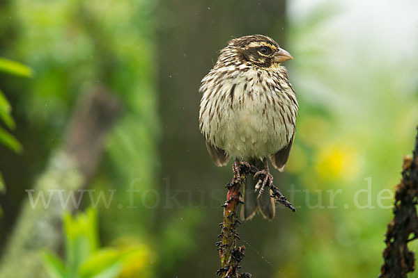 Strichelgirlitz (Serinus striolatus)