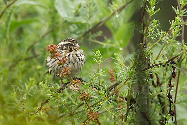 Strichelgirlitz (Serinus striolatus)