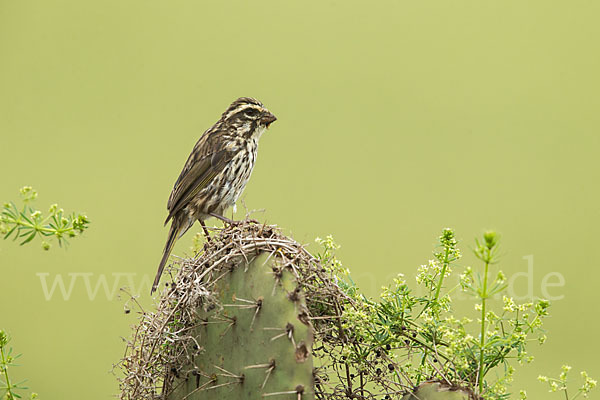 Strichelgirlitz (Serinus striolatus)