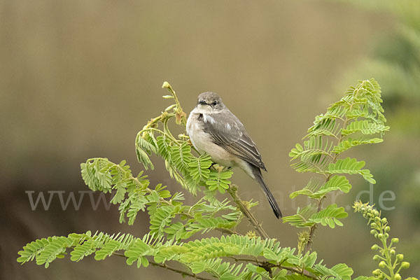 Strichelkopfschnäpper (Bradornis microrhynchus)