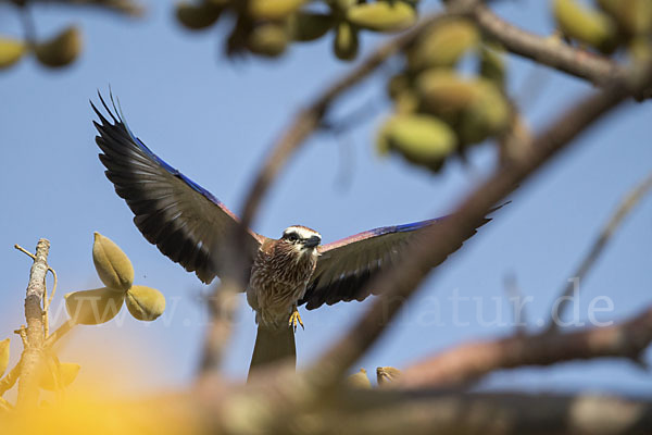 Strichelracke (Coracias naevius)