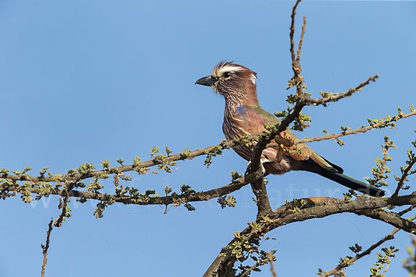 Strichelracke (Coracias naevius)